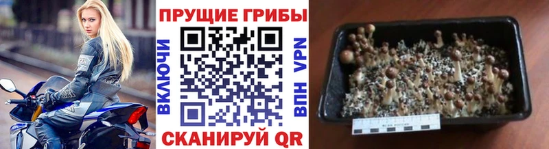 Купить  Липецк  Галлюциногенные грибы Magic Shrooms 